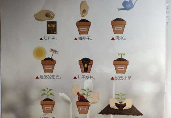 种子发芽以后怎么养护 种子发芽后怎么养护