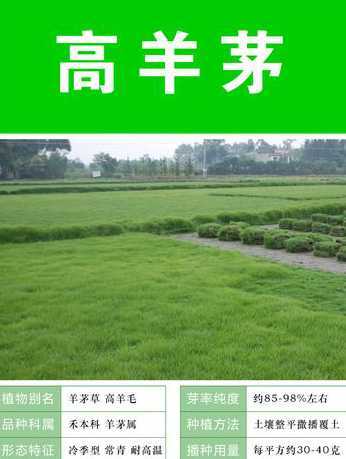 一亩草坪需要多少种子 一亩地大概需要多少三叶草种子