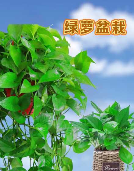 绿萝是怎么净化空气的 据说绿萝可净化室内空气,那么晚间是吸氧还是呼氧