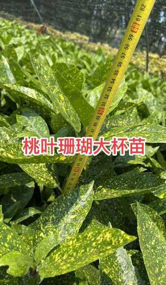 洒金珊瑚一平方多少株 洒金珊瑚能长多高呢