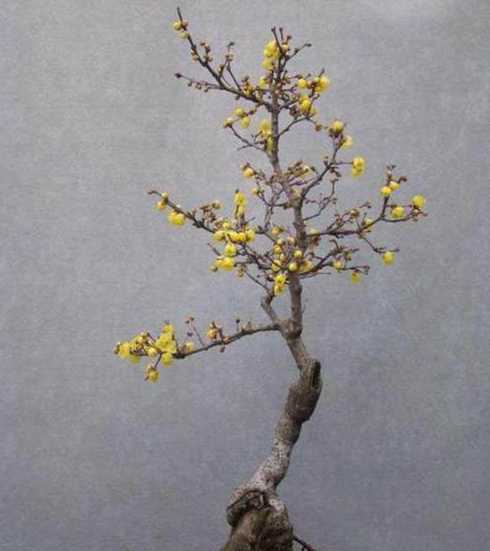 腊梅盆栽夏天怎么浇水 腊梅盆栽夏天能暴晒吗