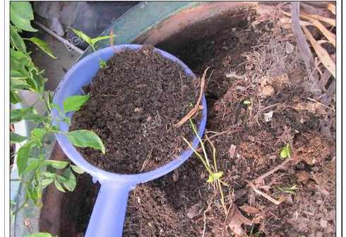 家里的盆栽树怎么换土 换盆后的旧土,怎么处理根系很多