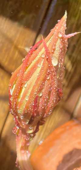 为什么昙花在夜晚开花 昙花为什么在晚上开花的原因