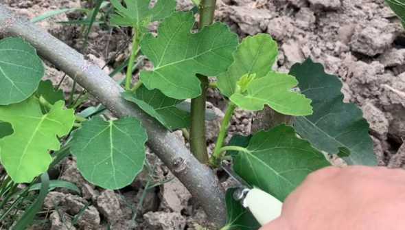 无花果剪枝后涂抹什么 我的无花果怎么剪枝修型呢
