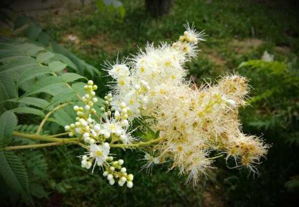 为什么家里花上有臭椿 臭椿-花木百科