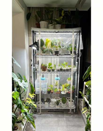 热的植物怎么才能越冬 水培植物冬天怎么养