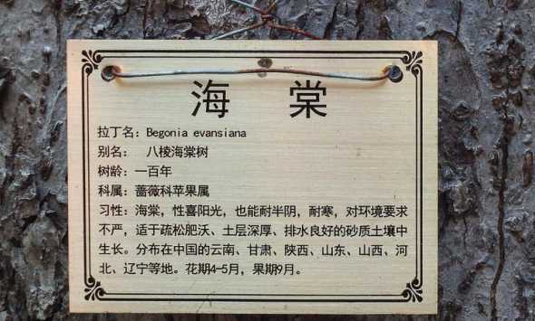 海棠树在什么时候结果 海棠树几年开花结果
