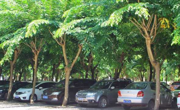 停车场边上种什么乔木 城市街道两旁一般种什么树