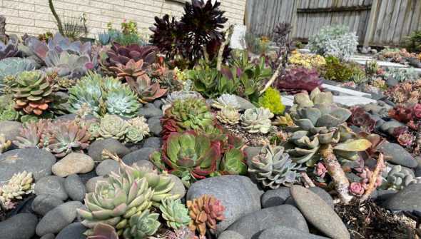 什么品种多肉可以地栽 多肉用什么土栽培最好