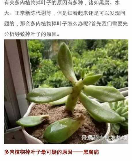 肉肉植物掉叶子怎么办 肉肉掉叶子怎么处理