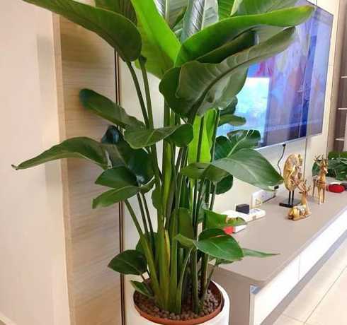 二楼可以种植什么植物 楼顶适合栽什么果树