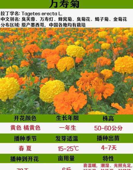 万寿菊为什么下午开花 为什么万寿菊要在下午三点开花