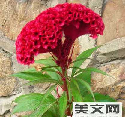 鸡冠花为什么不能摘心 茉莉花能否放在室内