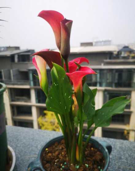 为什么马蹄莲不开花了 为什么马蹄莲不开花,3种方法让马蹄莲花开不断