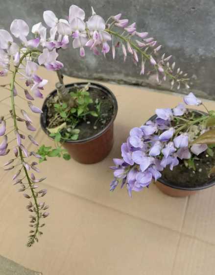 紫藤盆景用什么嫁接的 紫藤盆景养护常识