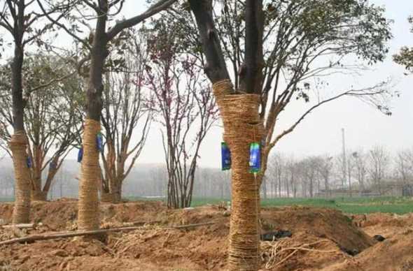 大树移栽需要注意什么 夏季移栽大树的注意事项有哪些