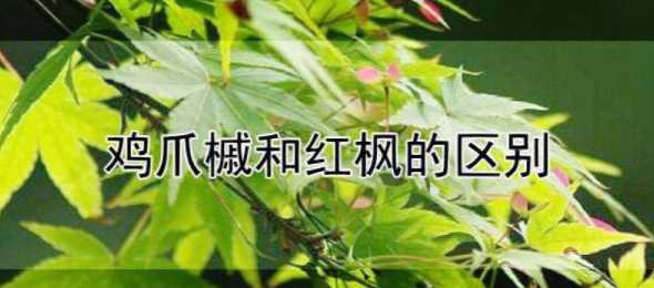怎么分辨红枫和鸡爪槭 鸡爪槭树和红枫的区别