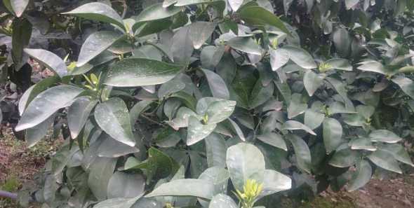 盆栽果树怎么防止落果 盆栽果树怎么施肥