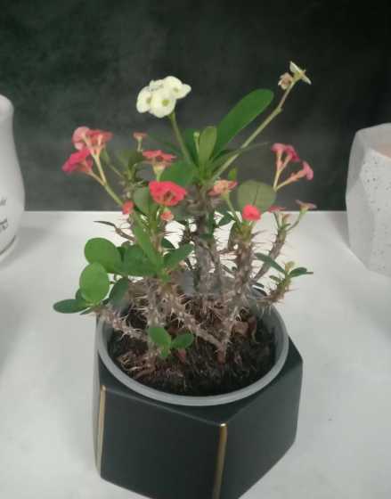 和麒麟很像的是什么花 麒麟掌开花吗开的花是什么样子