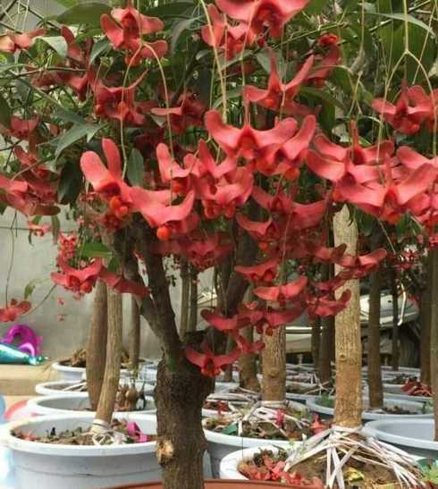 世界上最贵花草树多少钱 杭州西湖门票多少钱一个人
