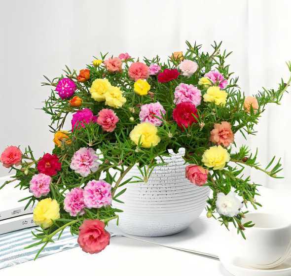 太阳花怎么种盆栽好看 太阳花锦怎么养