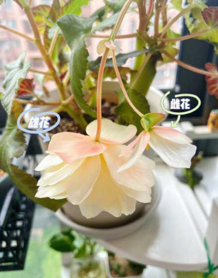 夫妻海棠什么时候开花 夫妻海棠花几月开花,上什么肥好