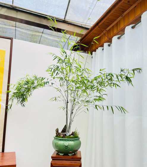 室内种竹子用什么花盆 请教怎样种植竹子