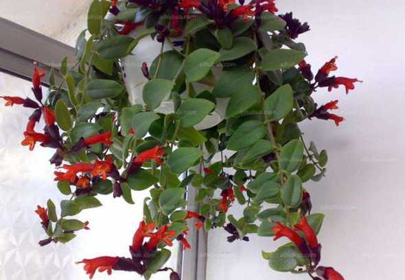 室内无阳光种植什么花 室内没有阳光适合养什么花