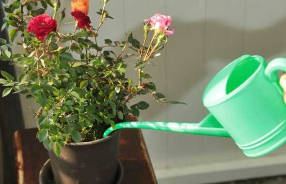 盆栽小玫瑰花怎么浇水 盆栽玫瑰花怎么浇水