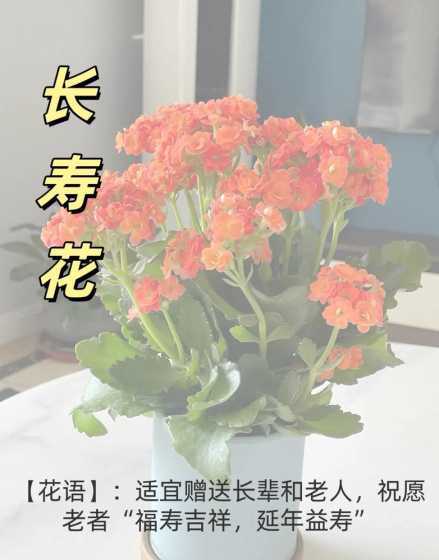 四月份长寿花怎么样养 长寿花怎样养护才能一年四季都开花