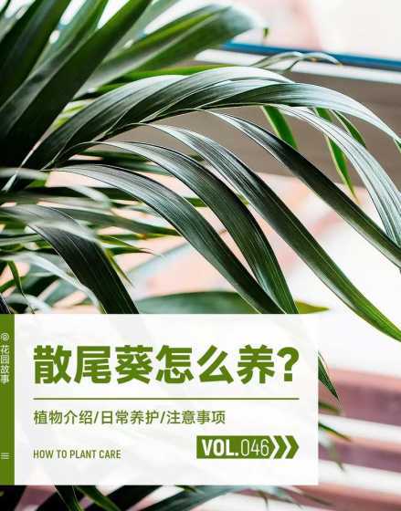 散尾葵怎么浇水怎么养 散尾葵浇水的正确方法