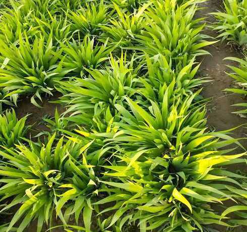 预留用地种什么植物好 物业房产是什么意思