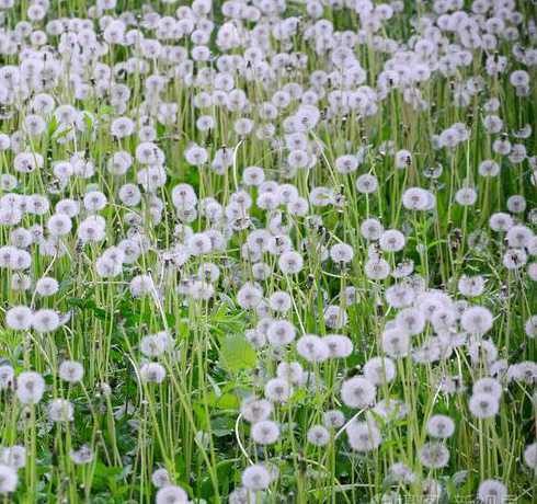 蒲公英的花白天怎么样 蒲公英花究竟是什么颜色的