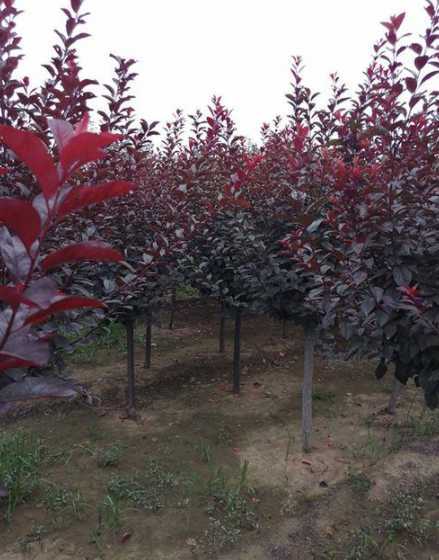 红叶李树市场前景如何 红叶李树好不好栽活