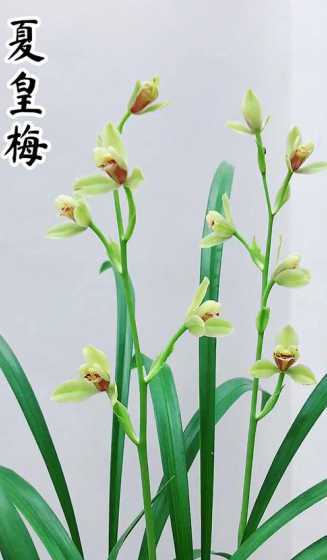 兰花皇冠梅是什么品种 花中之王是什么花