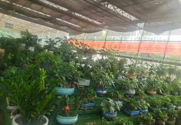 店面里适合养什么植物 商铺养什么植物风水好,店铺养什么植物最旺财