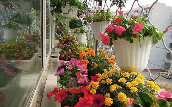 庭院中适合种植什么花 庭院种什么花风水好