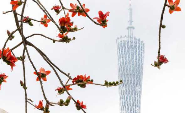 广州城市绿化用什么花 广州路边黄色的花是什么树