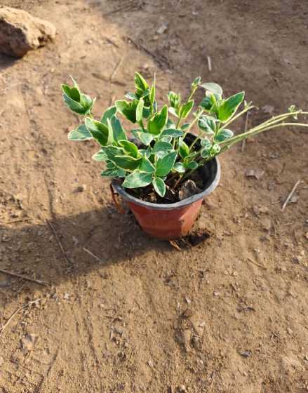 花叶蔓长春套什么栽植 花叶蔓长春花怎么栽