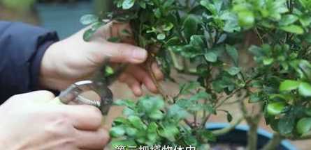 米兰发黑新芽怎么修剪 米兰花不发新芽怎么办