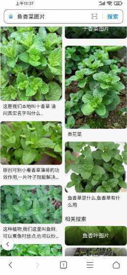 薄荷和鱼香菜怎么区分 薄荷是鱼香菜吗 薄荷和鱼香菜怎么区分