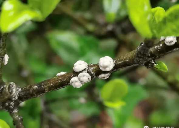 介壳虫怎么跑到花上的 怎么防治花上面的介壳虫