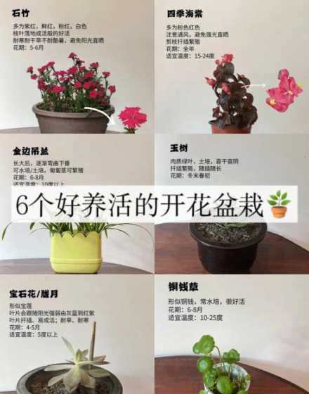 用花盆种花要注意什么 花盆里种花,要注意些什么