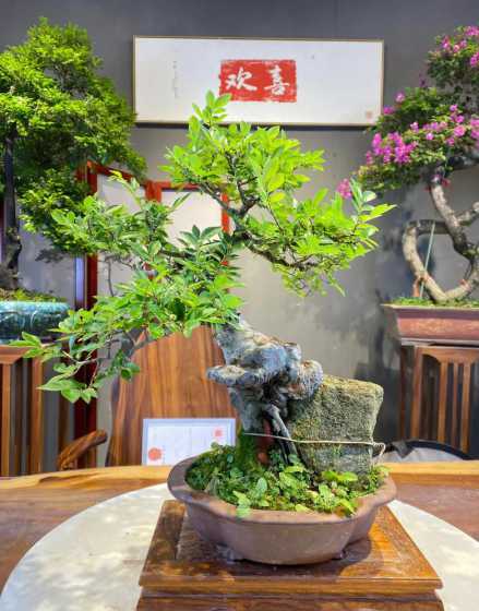 冬季下山榆树桩怎么栽 野外挖的榆树怎么栽