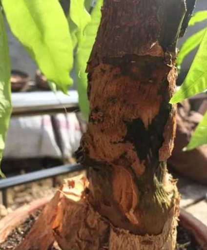 发财树为什么顶部腐烂 发财树顶端腐烂是什么原因(发财树树干顶部裂了)