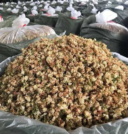 茉莉花晒干是什么颜色 为什么茉莉花晒了就成黄色了