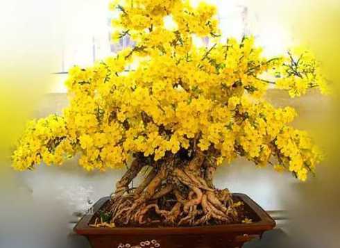 冬天鲜花盆景怎么保存 八里香花怎么养