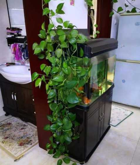 家里植物叶子怎么变亮 怎样才能改变一种植物叶子的颜色