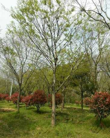 榉树适合什么季节移栽 榉树苗什么时候适合移栽