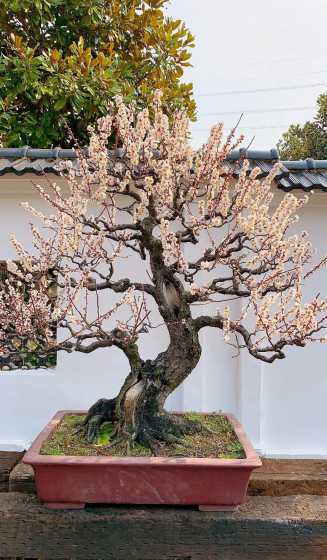什么树桩可以嫁接梅花 如何区别梅花是什么桩嫁接的